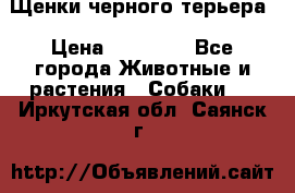 Щенки черного терьера › Цена ­ 35 000 - Все города Животные и растения » Собаки   . Иркутская обл.,Саянск г.